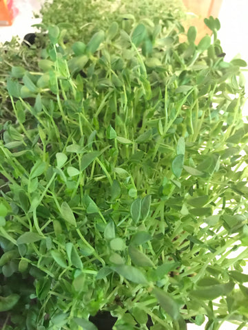 Greens