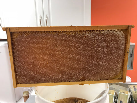 True Love Honey (Honey Frame)